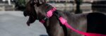 Pink LED | Adjustable Air Mesh Harness - Image 6